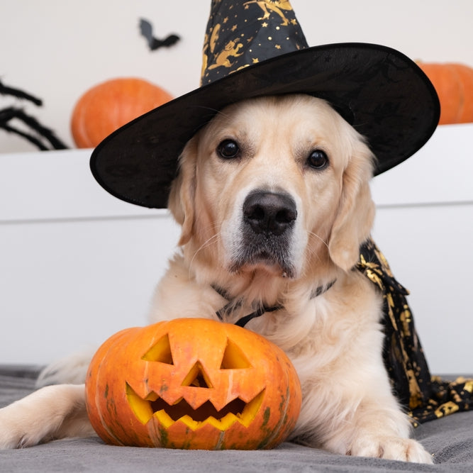 Dogs can get a little excited this time of year. Giving your pup time outside might help keep him calm for Halloween.