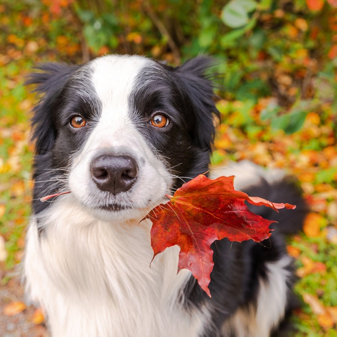 7 Top Fall Activities to Do with Your Dog