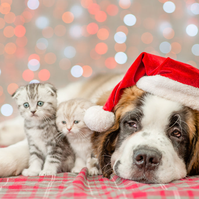 Looking to volunteer at an animal shelter during the holiday season? We've got 7 ways to share your time and skills.