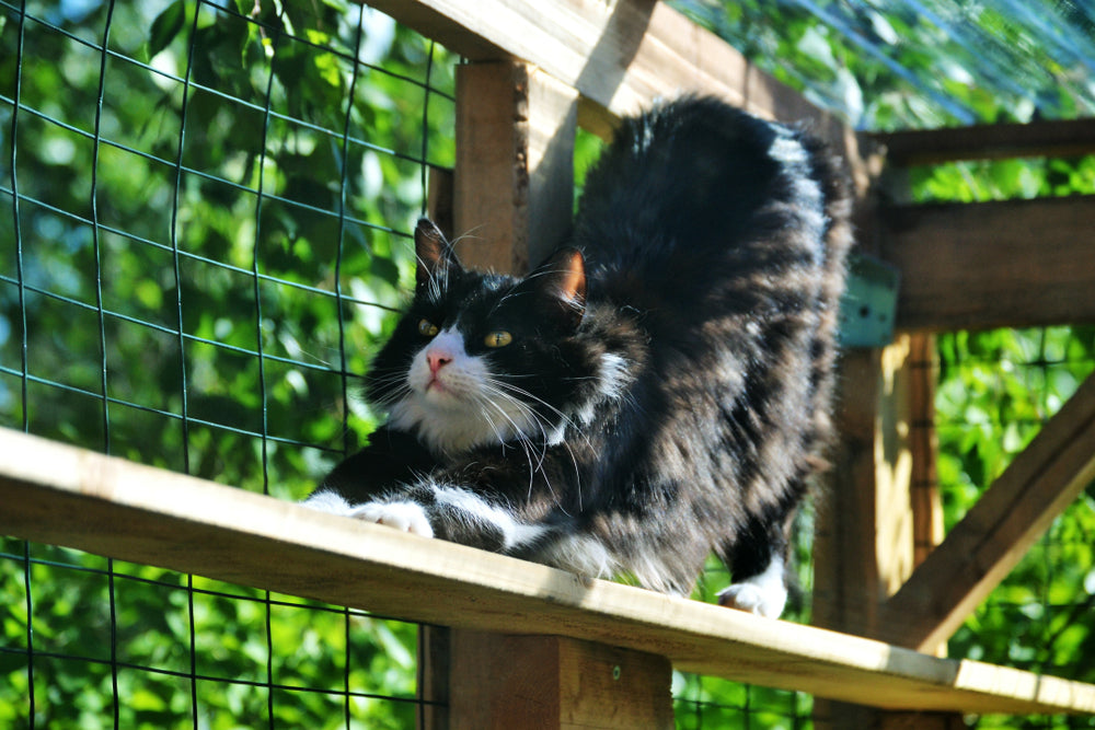 Your apartment cat will love to hang out on a balcony catio.