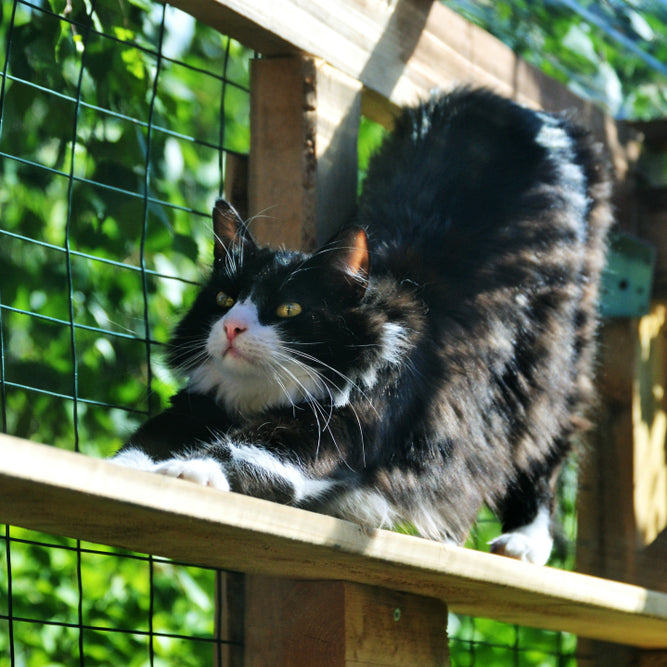 Your apartment cat will love to hang out on a balcony catio.