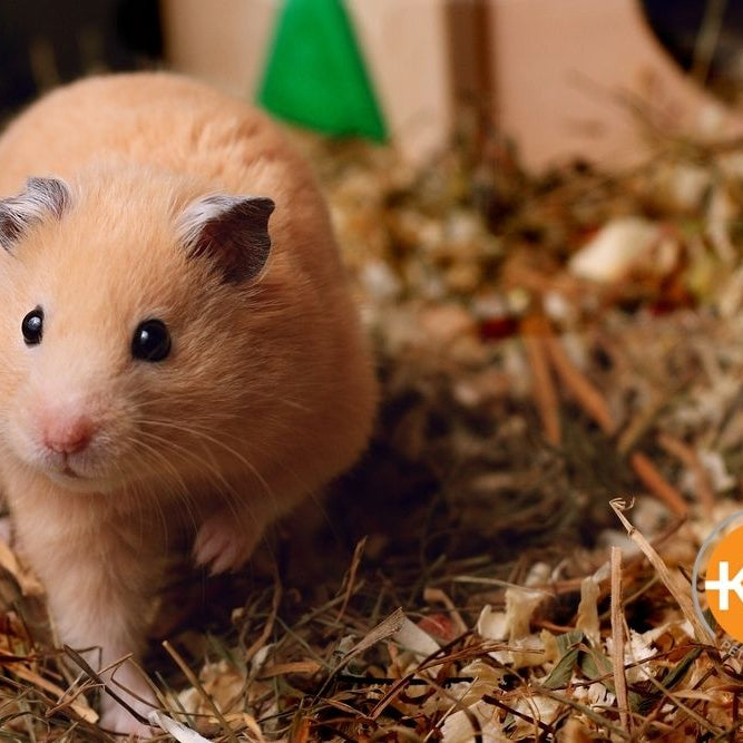 Providing the ideal air temperature is an important part of keeping your hamster warm.