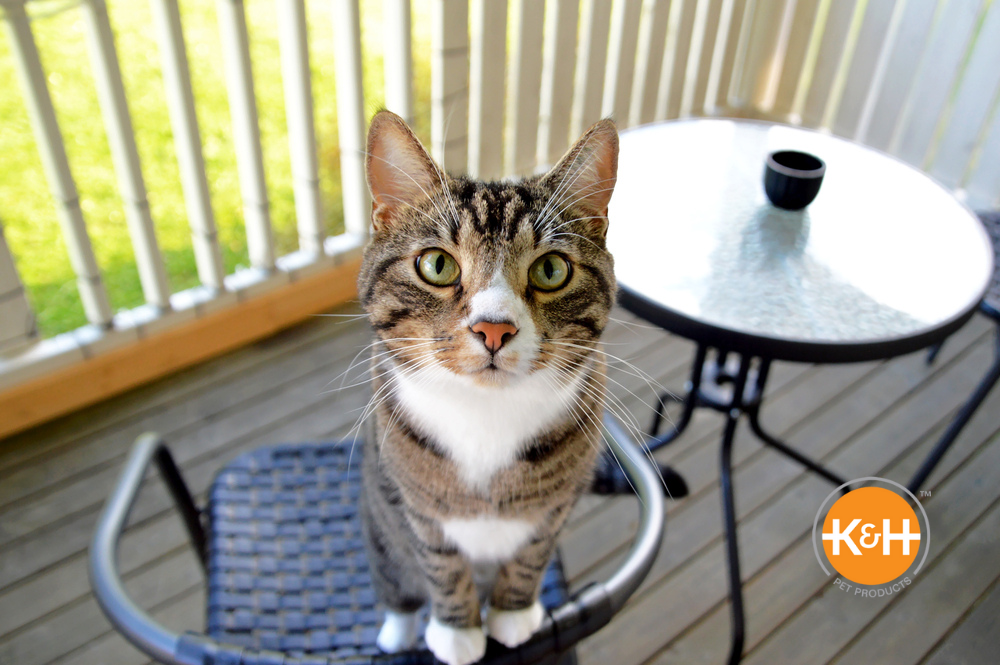 With the right furniture choices, your cat will thrive in his catio.