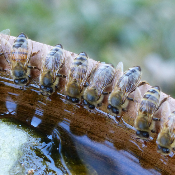 Bees need a water source in order to thrive. Learn why water is important to bees and the benefits of a bee water station.