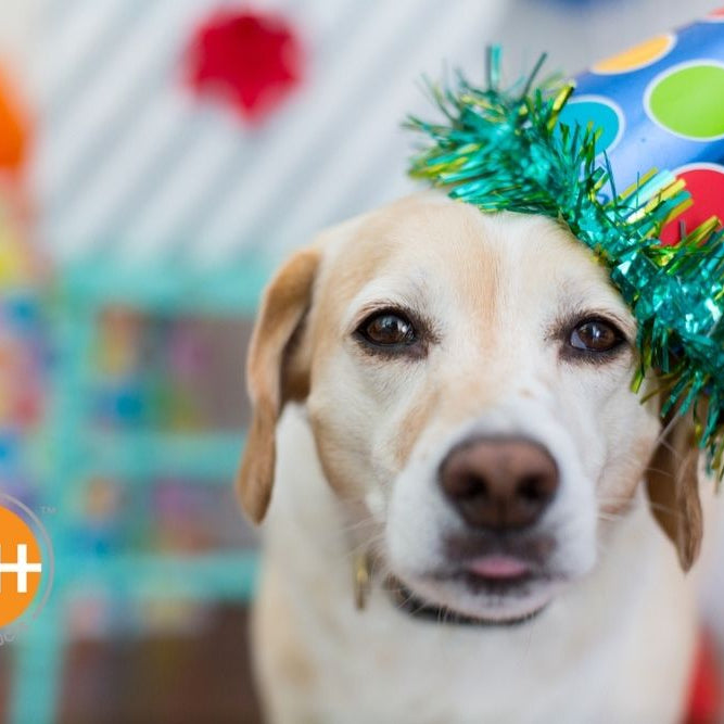 We'll help you find the perfect gift for your dog's birthday or Gotcha Day.