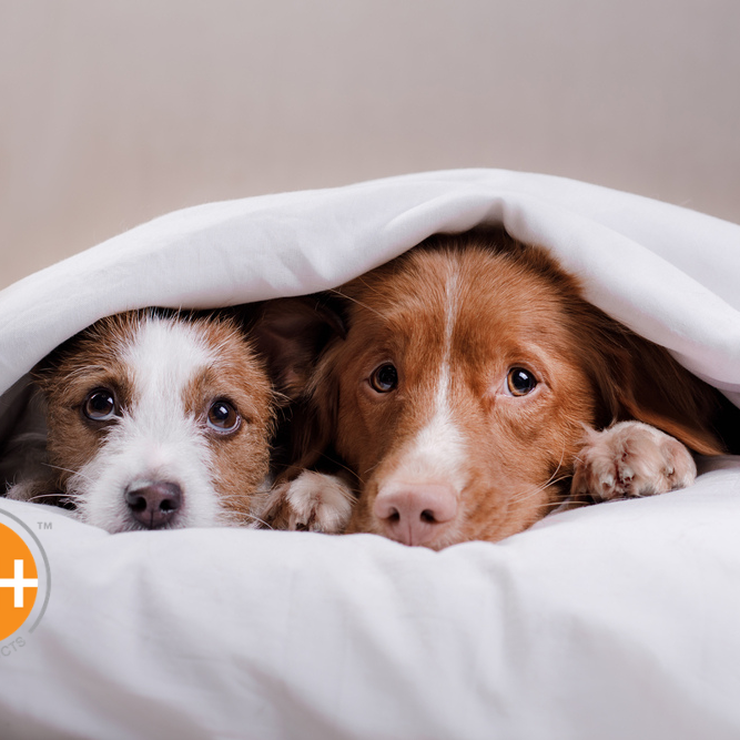 Your dog might hide and shake when fireworks are popping all around. Here's how to help him calm down.
