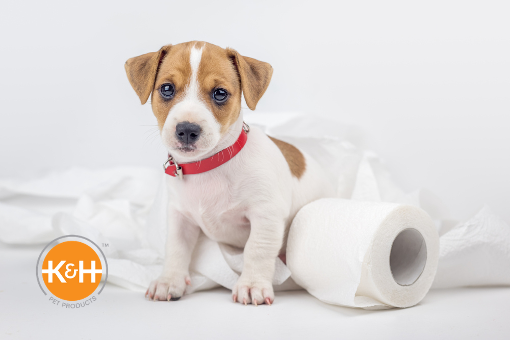 Want to house train your puppy? Here's how you do it.