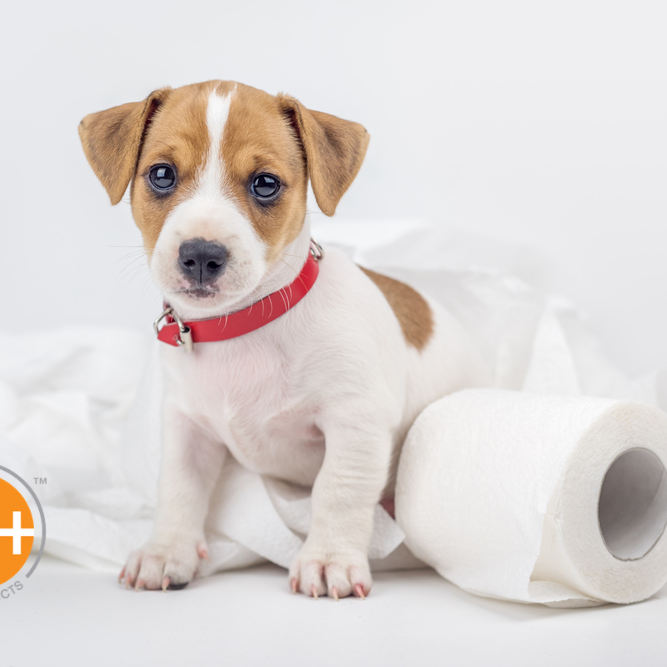 Want to house train your puppy? Here's how you do it.