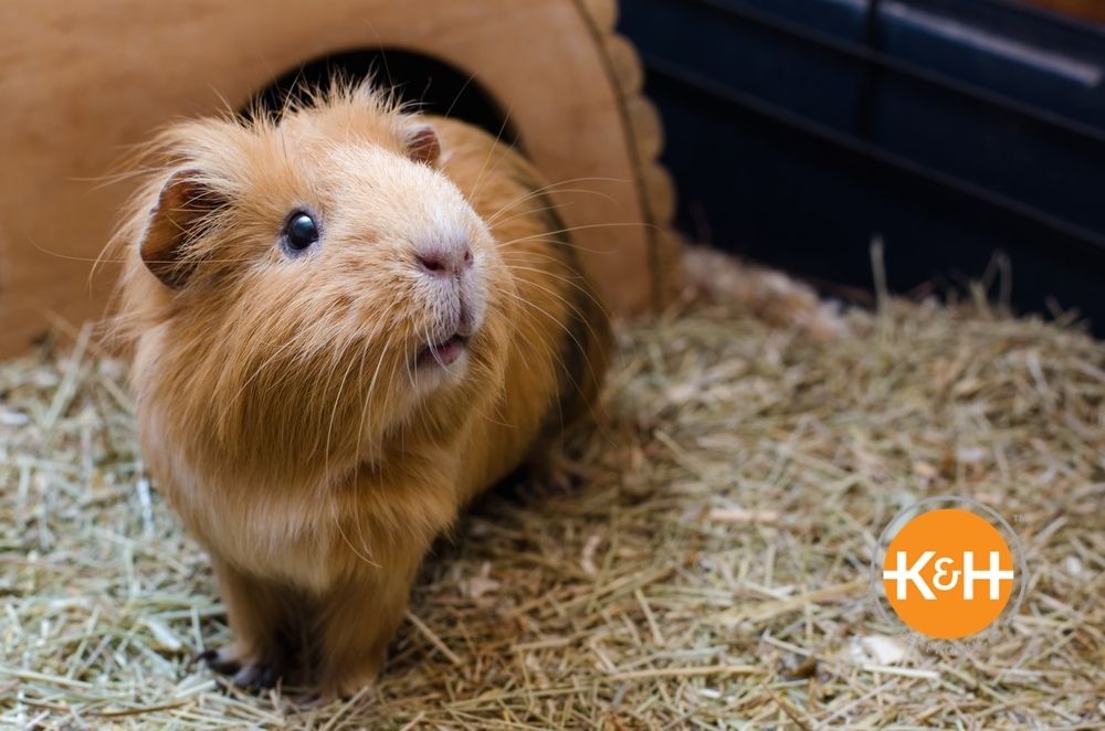 Providing the ideal air temperature is important to help keep your guinea pig warm.