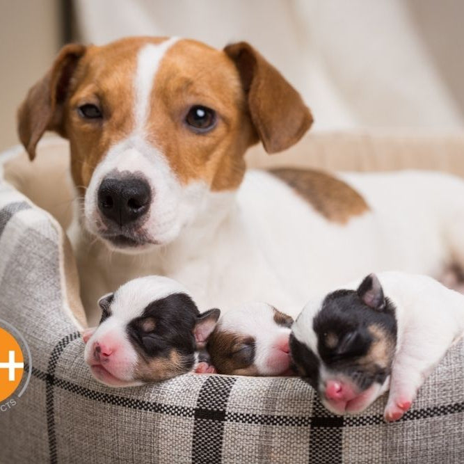 Raising a litter of puppies? Learn about puppy care week by week, including feeding, vaccinations, and weight gain.