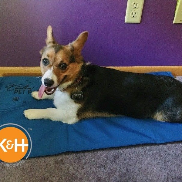 As the months get hotter, you want to do whatever you can to keep your dog cool.