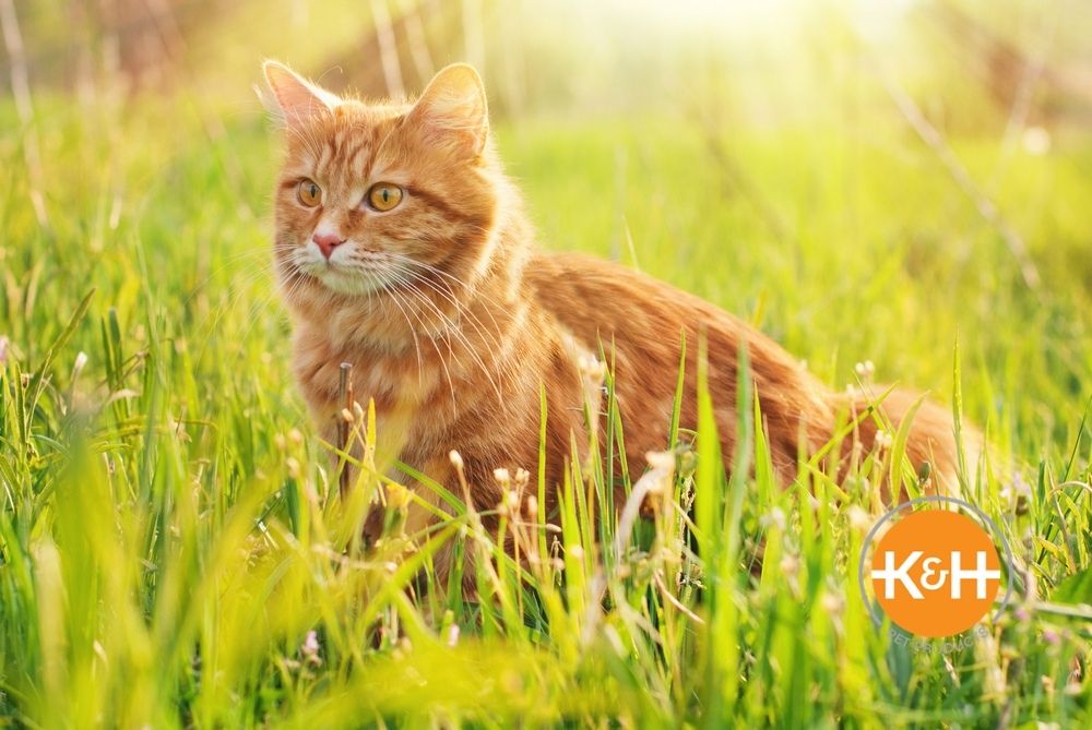 Your cat can adjust to warm temperatures more easily than you can, but you still want to be careful when it gets too hot.