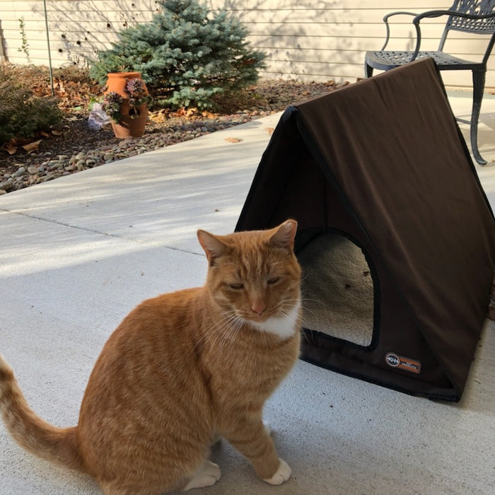 Can an outdoor cat become an indoor cat
