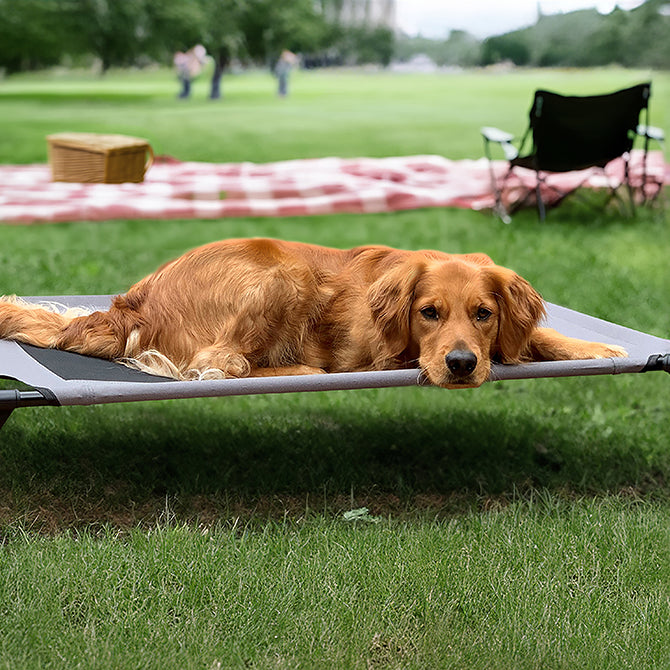 Give your dog a place to sleep off the ground with a K&H Pet Cot.