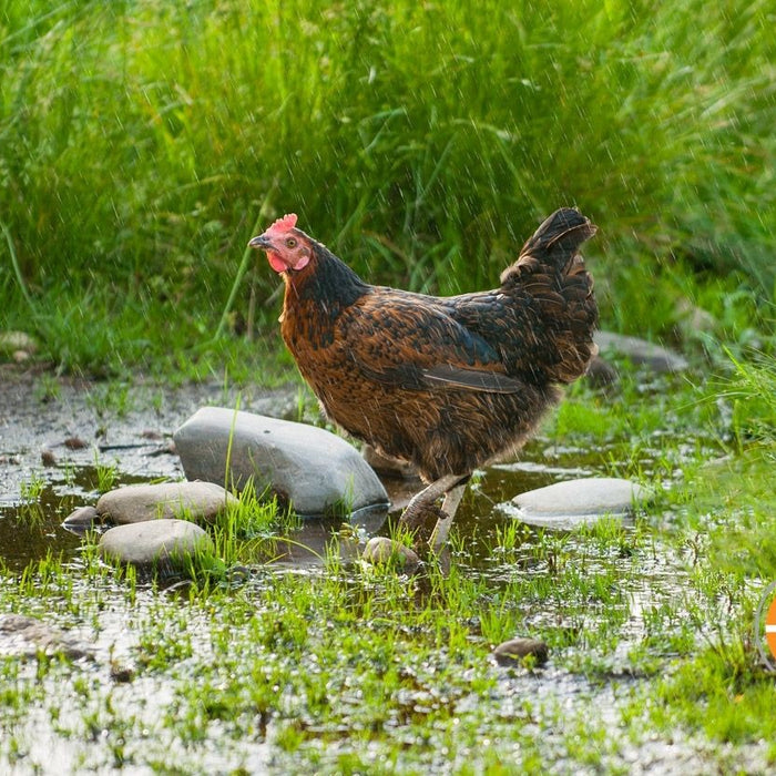 Do Chickens Like Rain or Getting Wet?