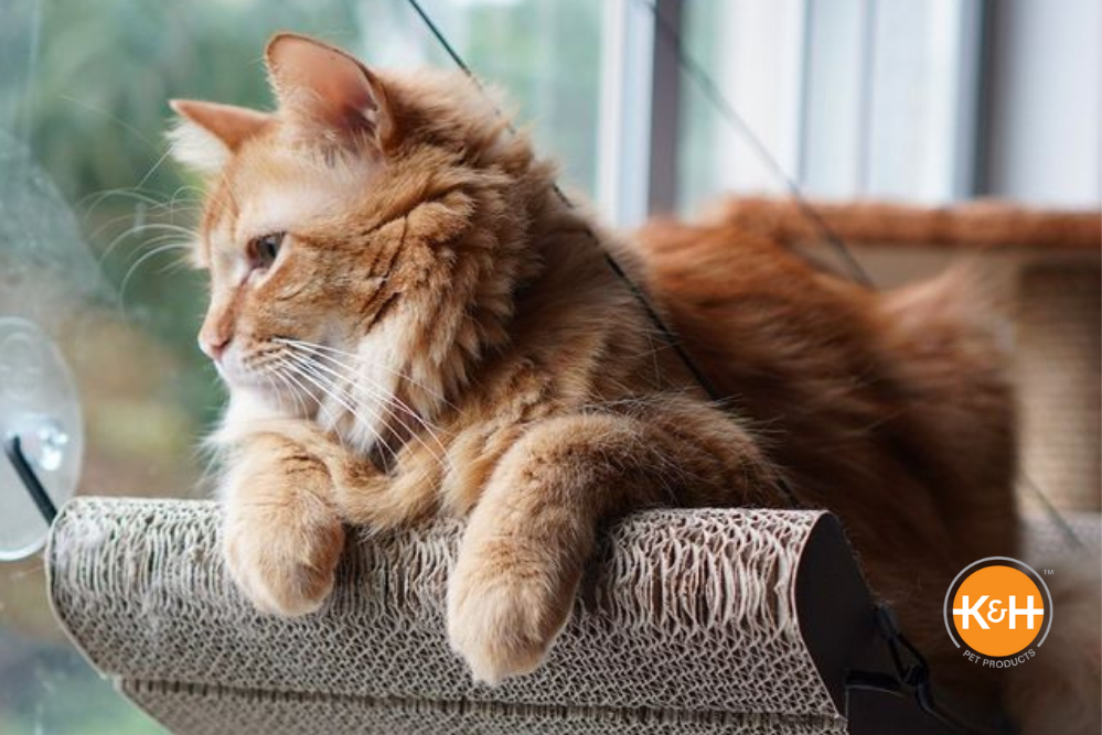 A cat window perch gives a feline friend views of the outside world.