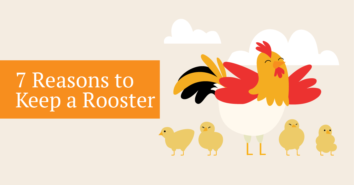 Is a pet rooster right for you? Here are 7 reasons to keep a rooster.