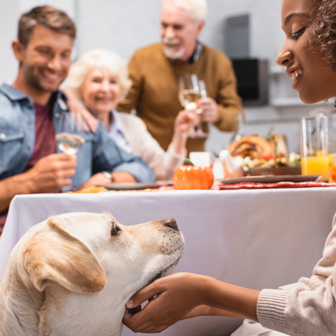 With a little training, you can teach your dog not to beg during your Thanksgiving meal.