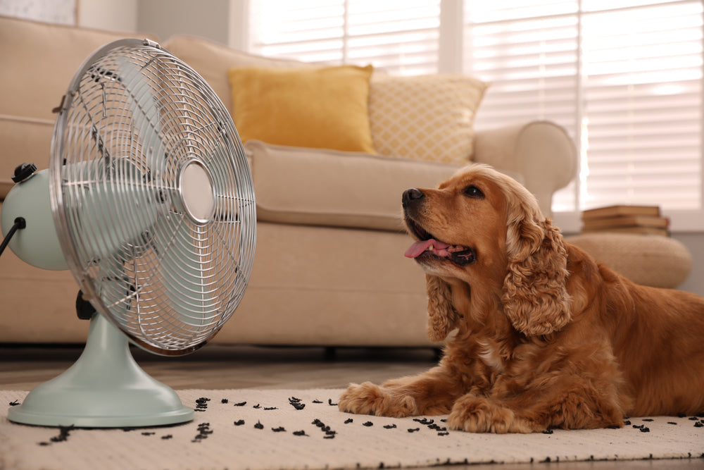 Sometimes fans and the AC aren't enough to keep your dog cool during the dog days of summer.