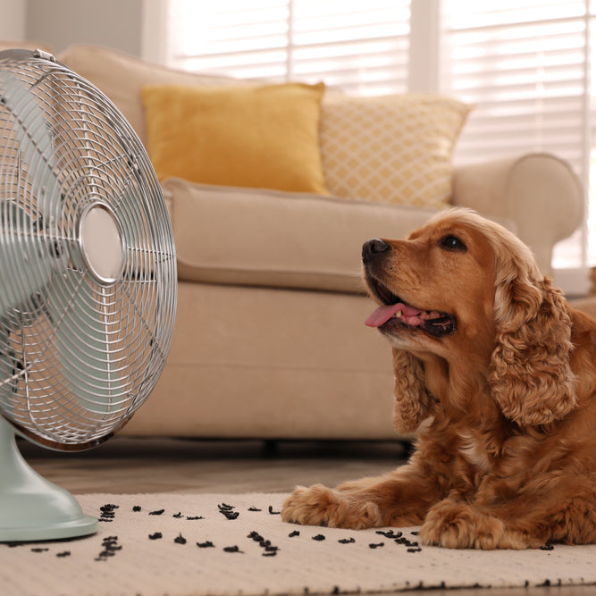 Sometimes fans and the AC aren't enough to keep your dog cool during the dog days of summer.