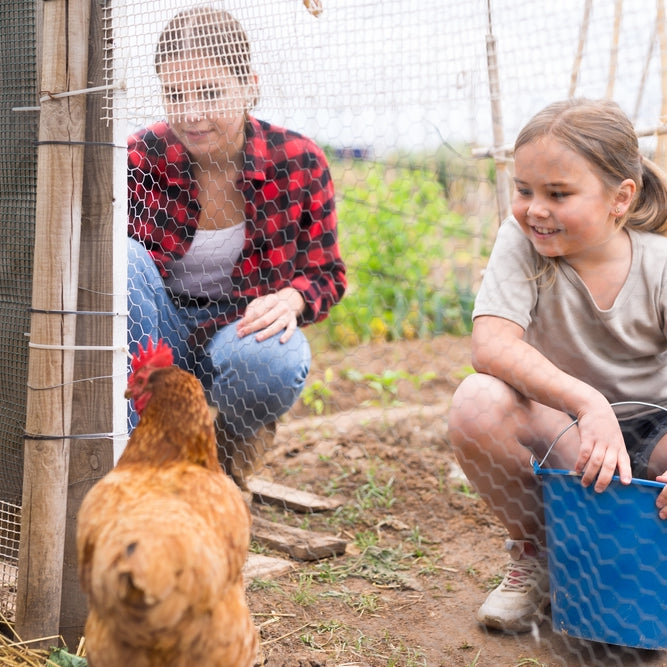 Starting an urban homestead is rewarding but can seem daunting if you're just beginning. Try these tips for success.