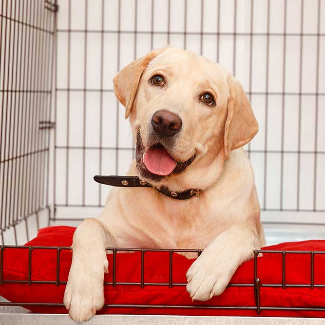 With time and patience, you can crate train your older dog.