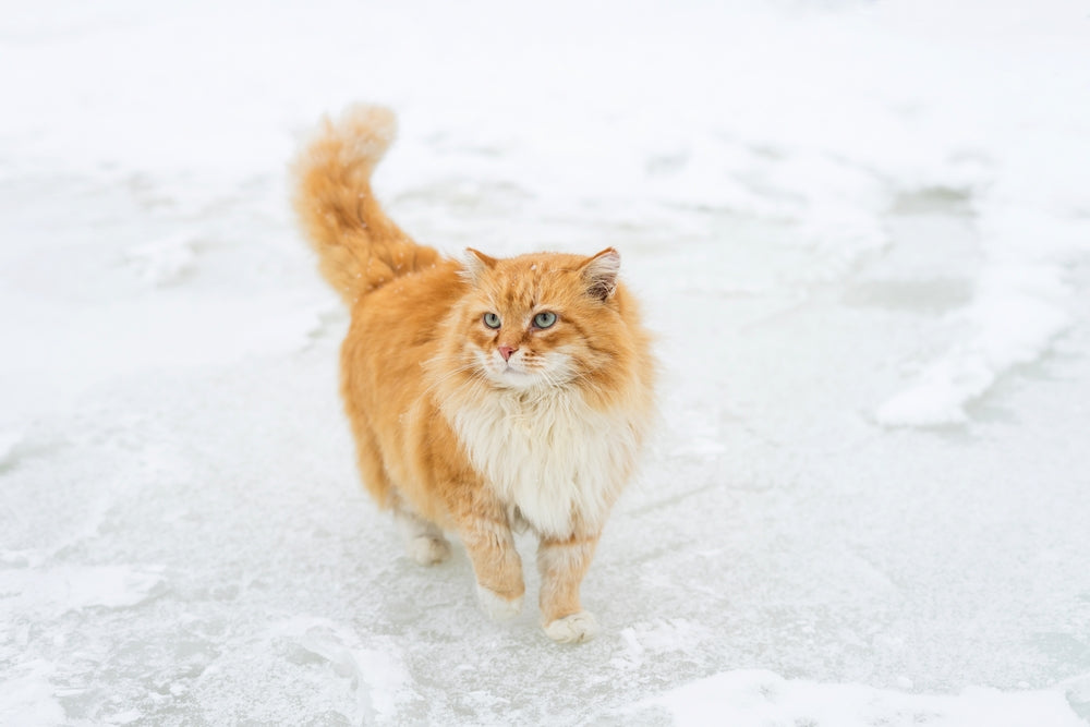 These steps will help you convince your skittish outdoor cats to take shelter in your warm cat house.