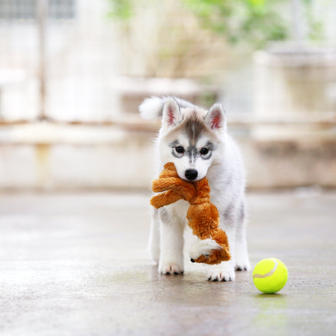 How to raise a calm puppy