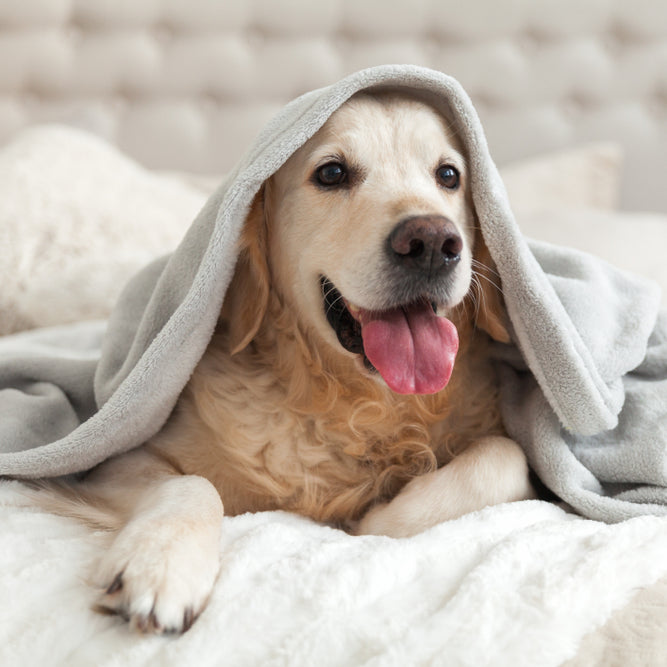 While it's safe for some dogs to sleep under the covers, others need a comfier alternative.