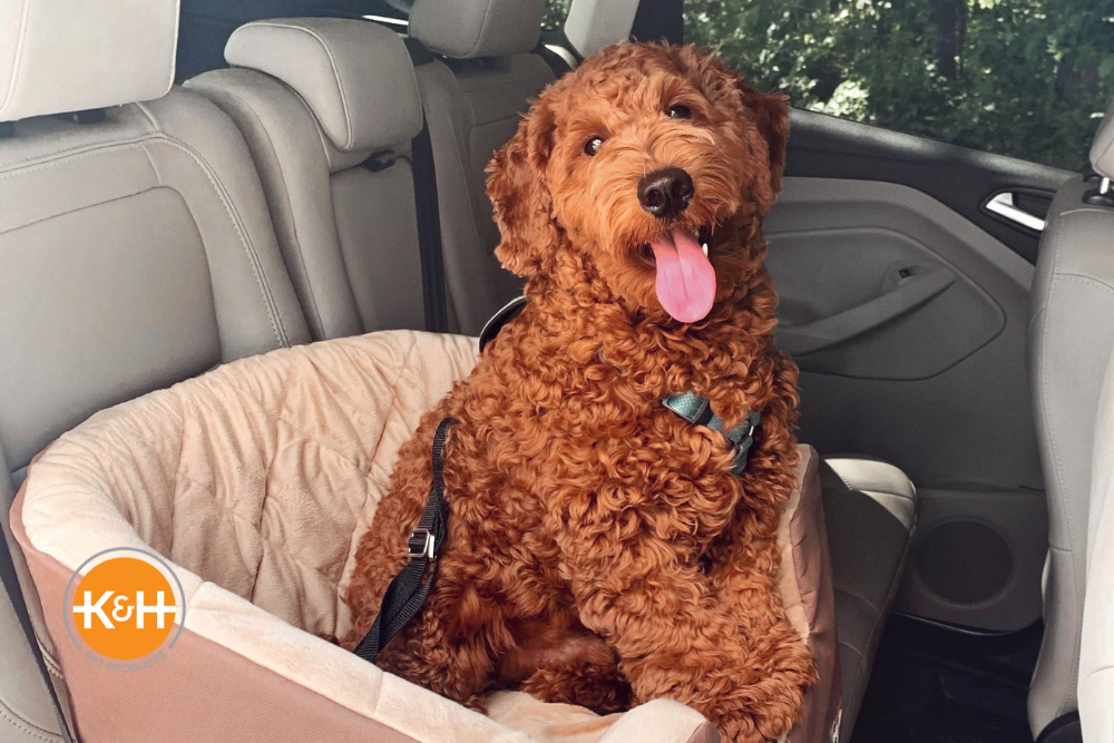 Distraction-free travel with dog in a Bucket Booster car seat by K&H Pet