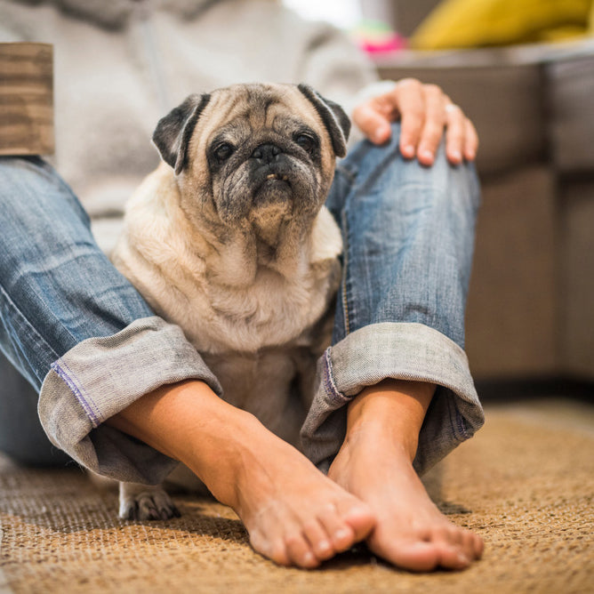 Senior dogs need extra love and support as they age.