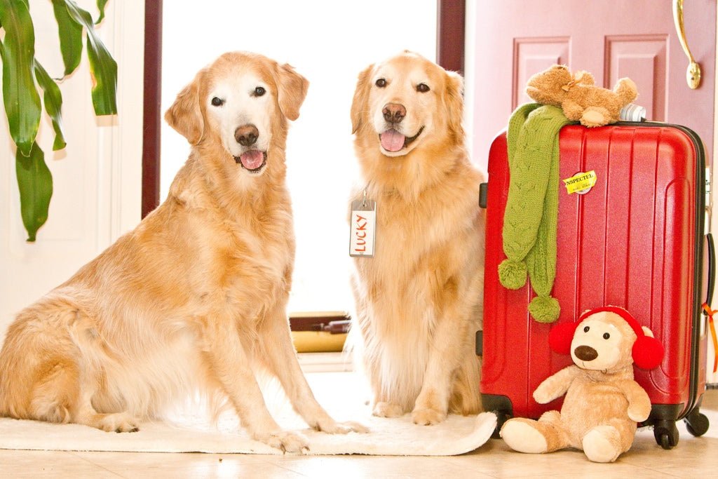 The Ultimate Checklist to Help You Prepare for a Vacation with Your Dog