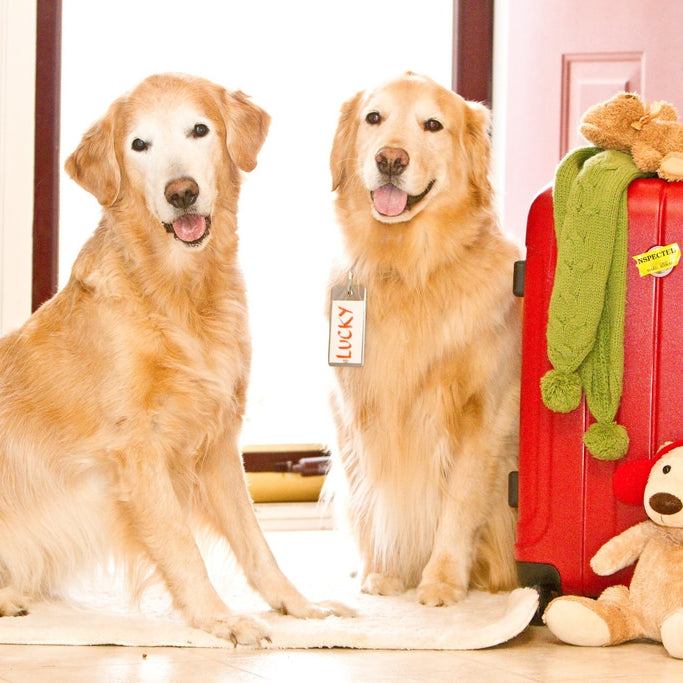 The Ultimate Checklist to Help You Prepare for a Vacation with Your Dog