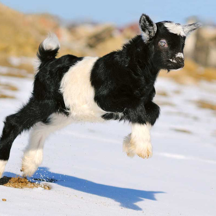 Goats can handle pretty cold temperatures, but they need a little help when it gets closer to freezing.