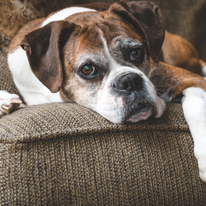 Finding the perfect pet steps or stairs for your dog or cat takes research and time.