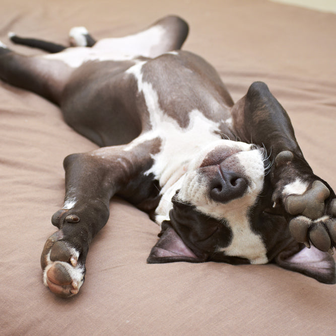 Should my dog sleep with me at night? The answer might surprise you.