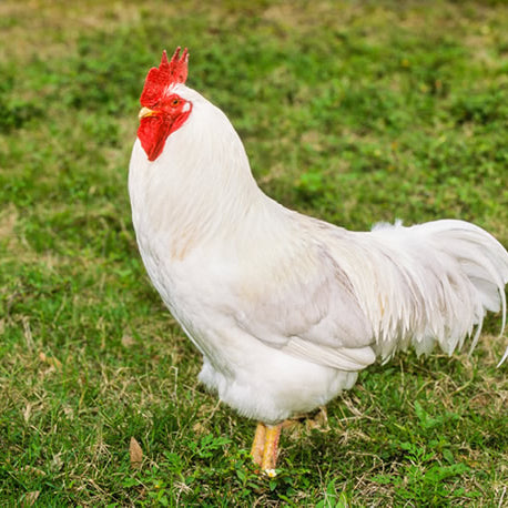 10 of the Best Chicken Breeds for Eggs