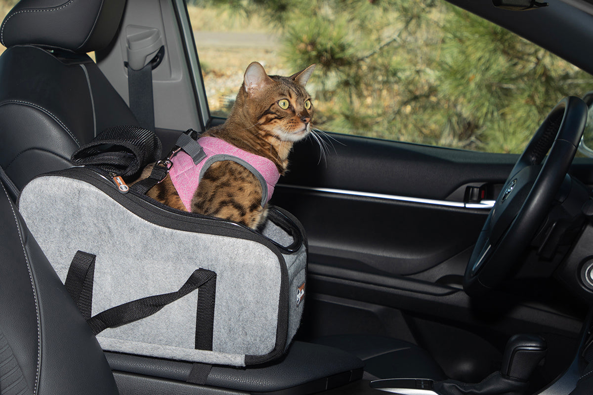 Wondering why your cat is panting in the car? Could it be motion sickness? Stress? Learn why cats pant and how to help.