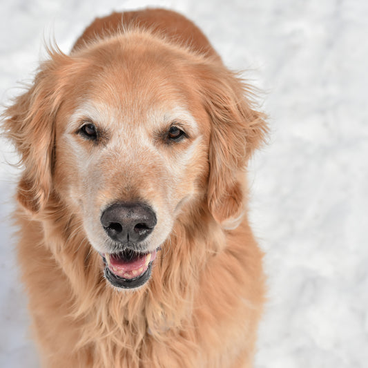 Adopting an Older Dog Pros and Cons