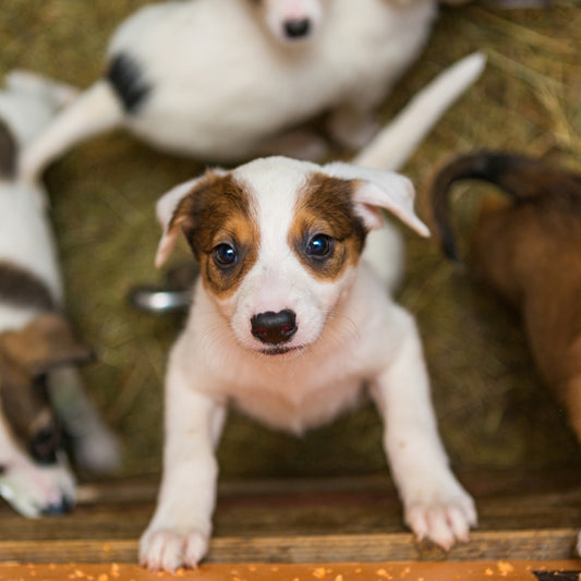 Advice for Bringing Home a Rescue Dog