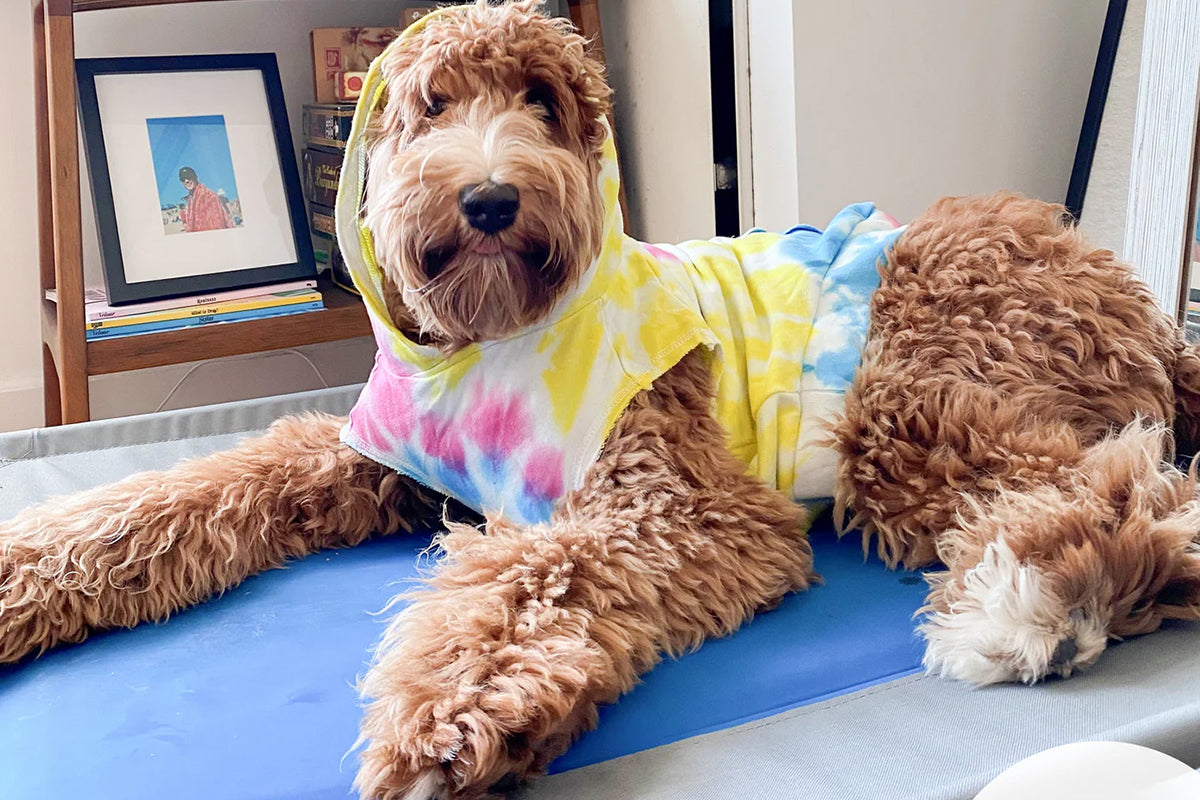 Keep your dog cool this summer with a cooling mat or bed.