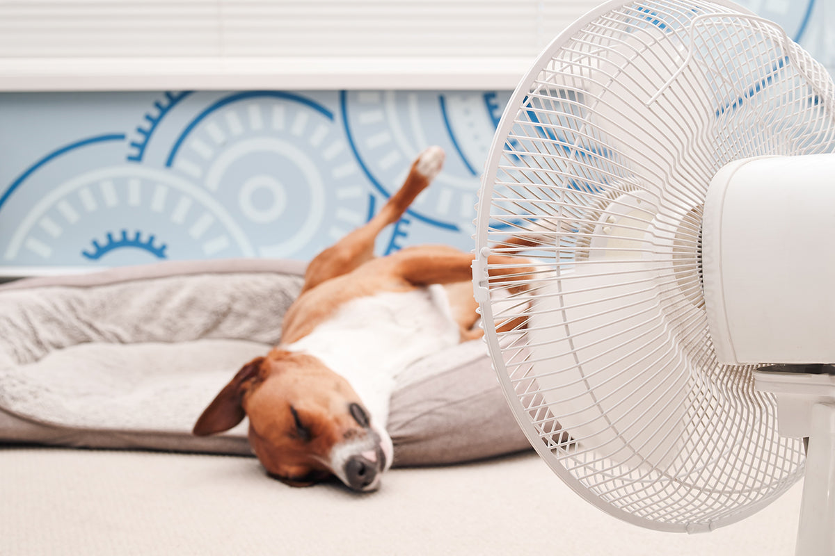 Cooling dog beds sound great, but are they toxic? Find out how cooling beds work and learn how to choose a safe and non-toxic cooling dog bed for your pet.