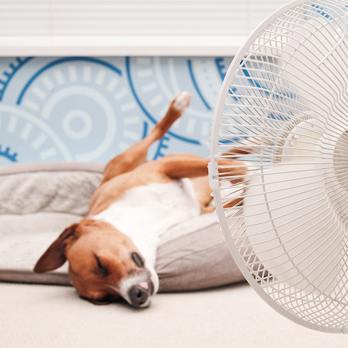 Cooling dog beds sound great, but are they toxic? Find out how cooling beds work and learn how to choose a safe and non-toxic cooling dog bed for your pet.