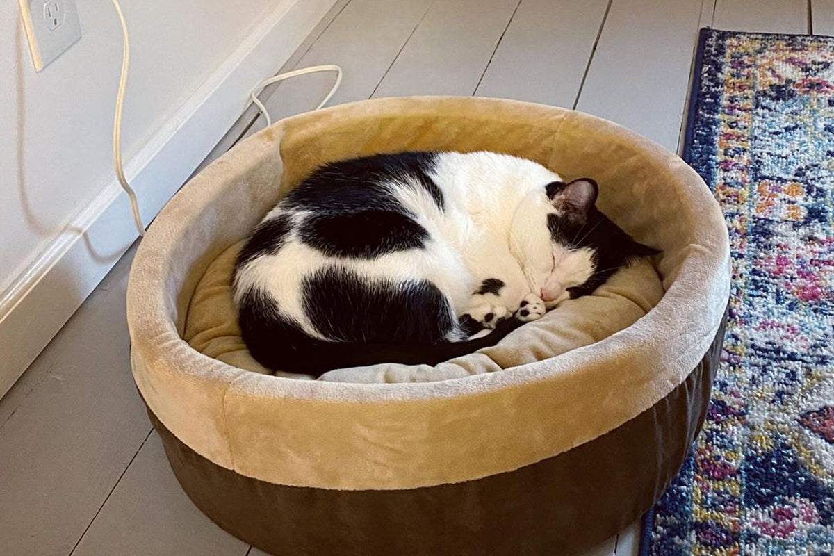Heated cat beds may be safe to leave plugged in — if the bed follows a few requirements.