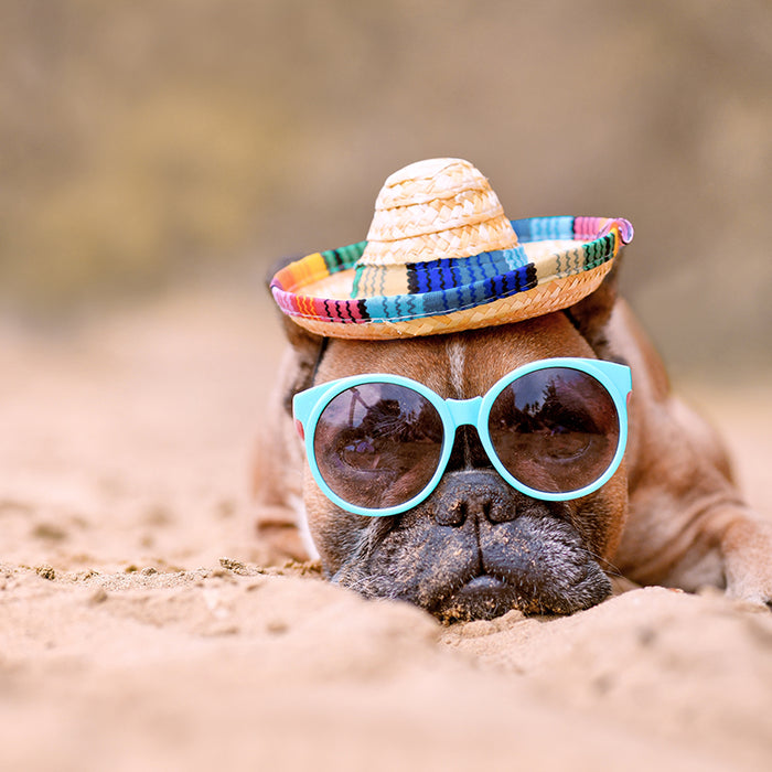 Dogs love to play in the summer! You just need to protect them from sunburns.
