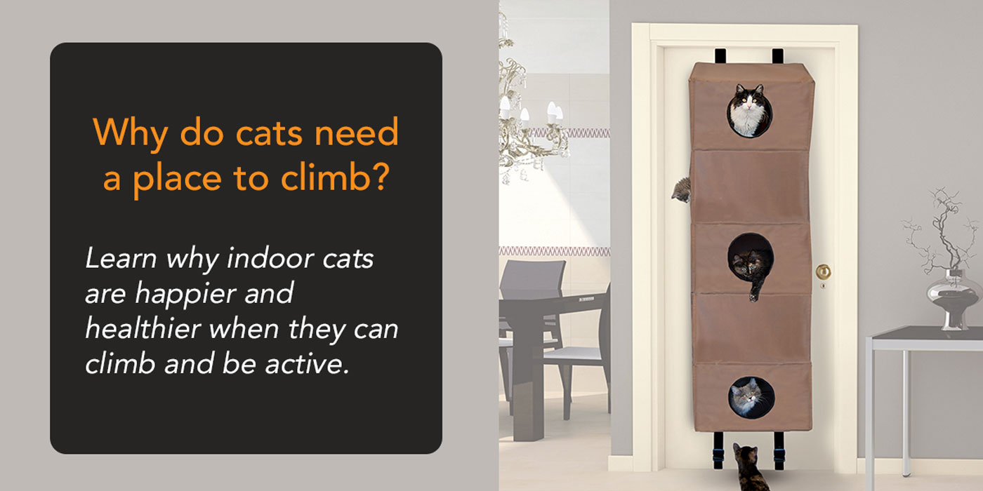 Why Cats Need a Place to Climb