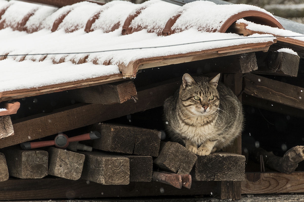 Support outdoor animals in your neighborhood through every season safely and simply.