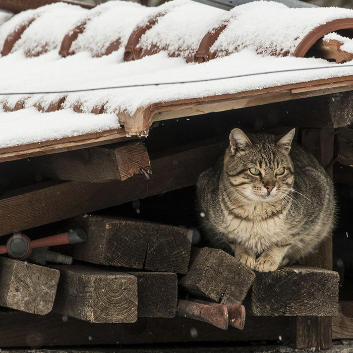 Support outdoor animals in your neighborhood through every season safely and simply.