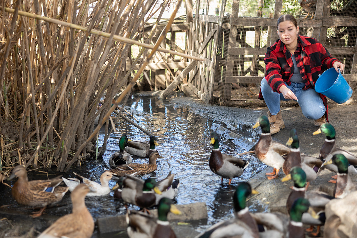 Creating a duck pond can be a big job, but the process is fairly straightforward. Here are the basics of duck pond DIY.
