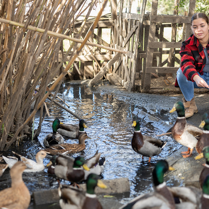 Creating a duck pond can be a big job, but the process is fairly straightforward. Here are the basics of duck pond DIY.